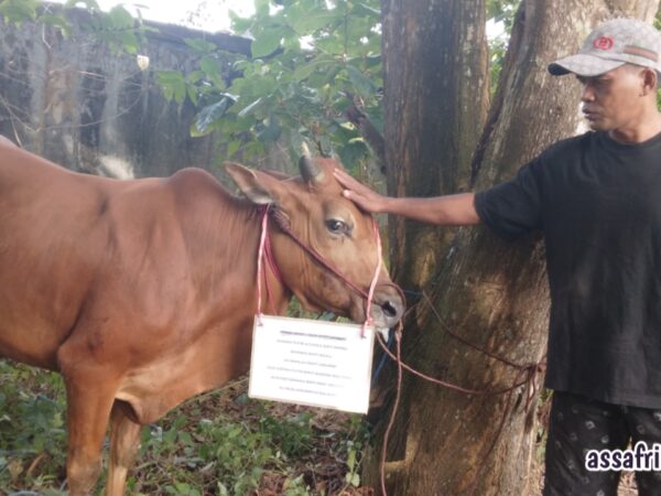 Kurban Sapi As Safrina