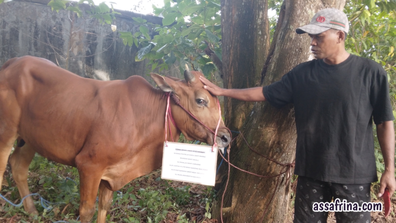 Kurban Sapi As Safrina